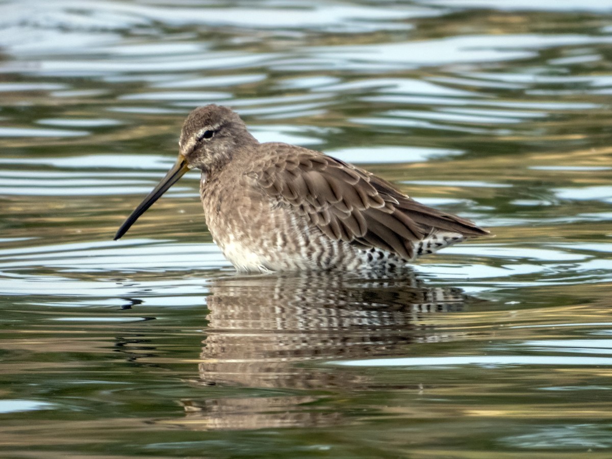 Long-billed Dowitcher - ML608621610