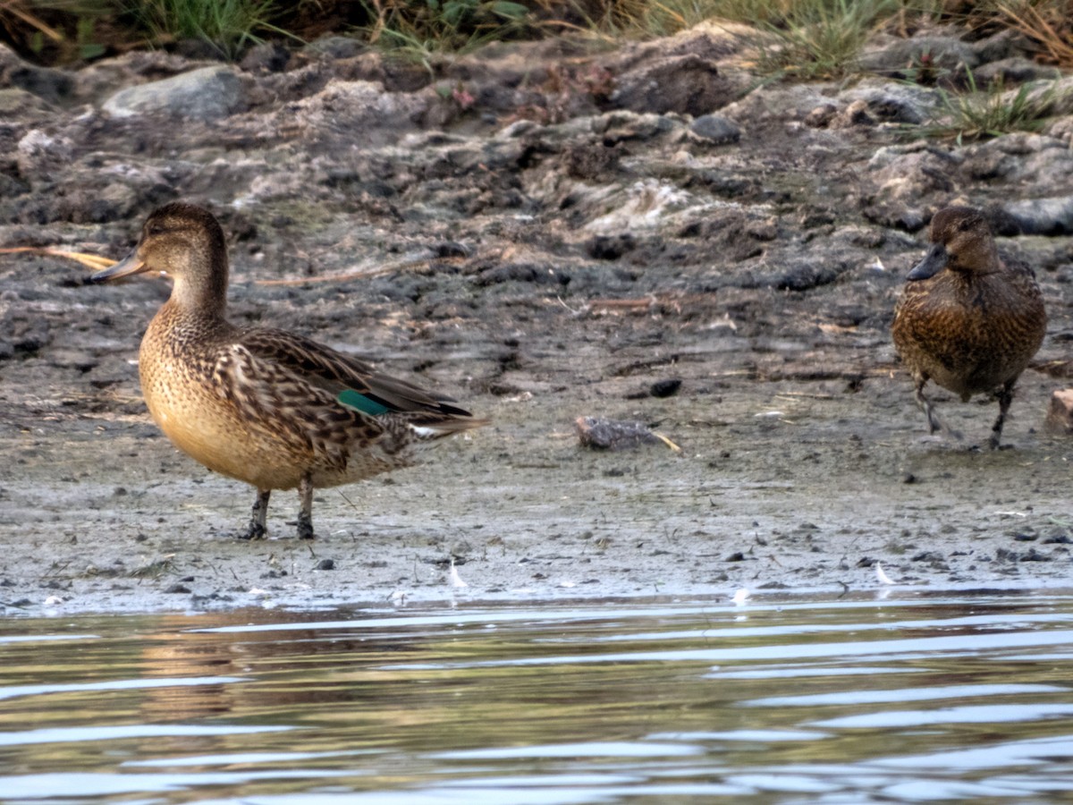 Green-winged Teal - ML608621629