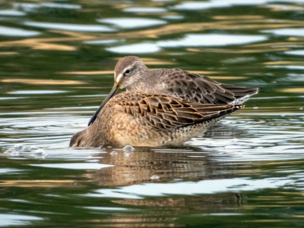 Long-billed Dowitcher - ML608621703