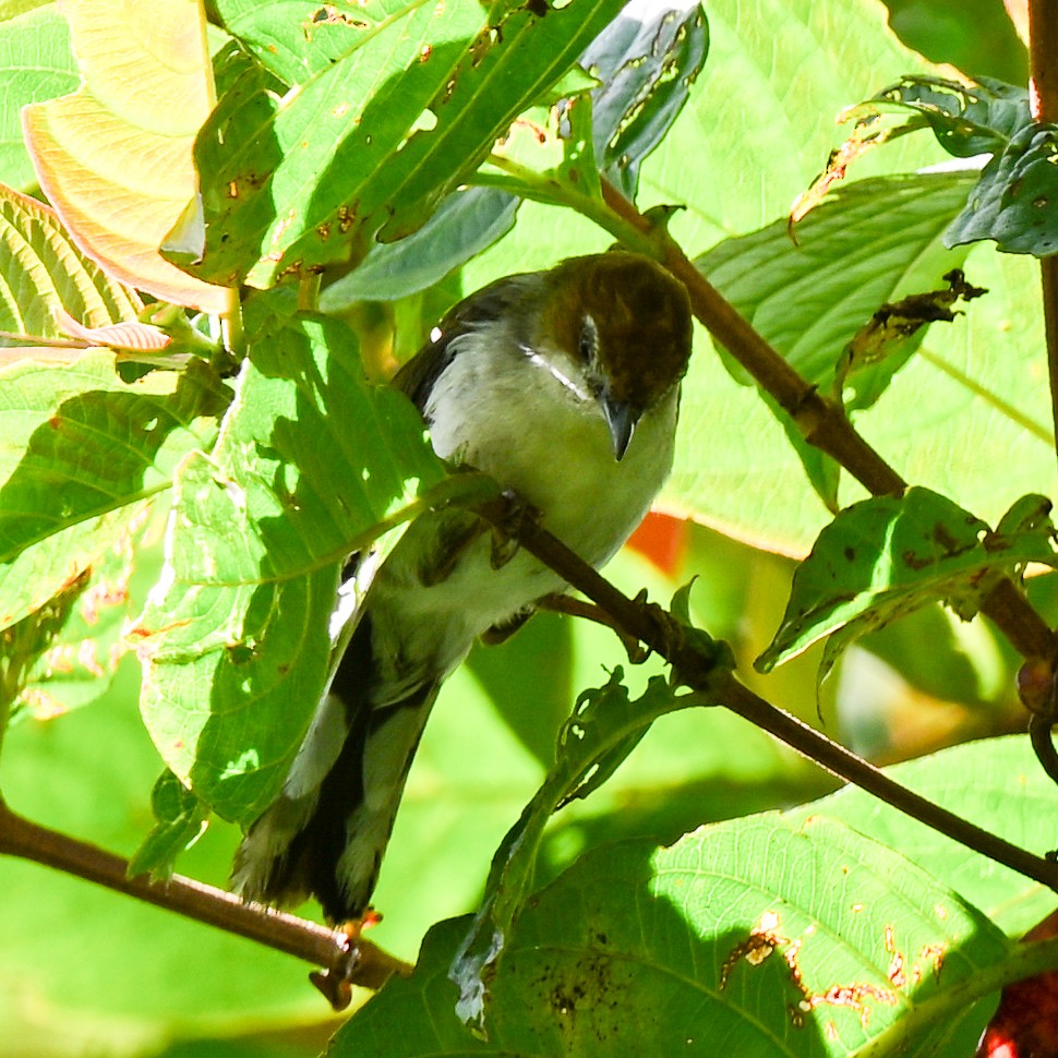 Chestnut-crested Yuhina - ML608622118