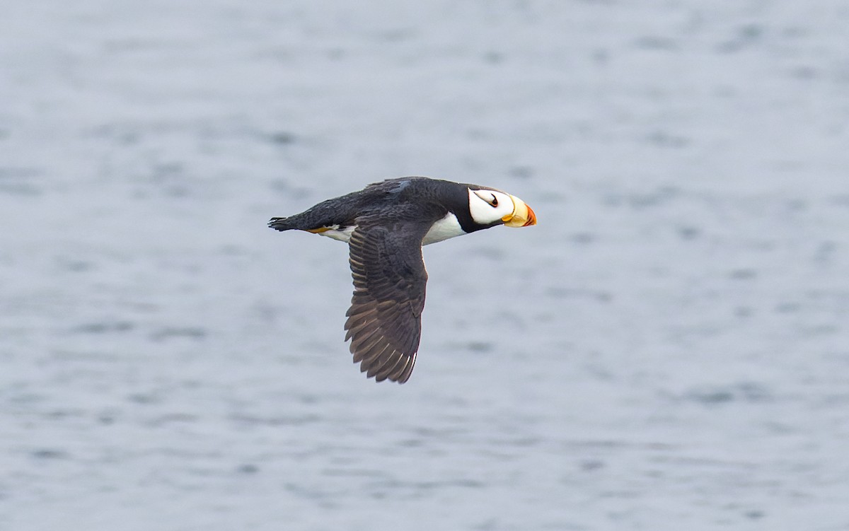 Horned Puffin - James Kennerley