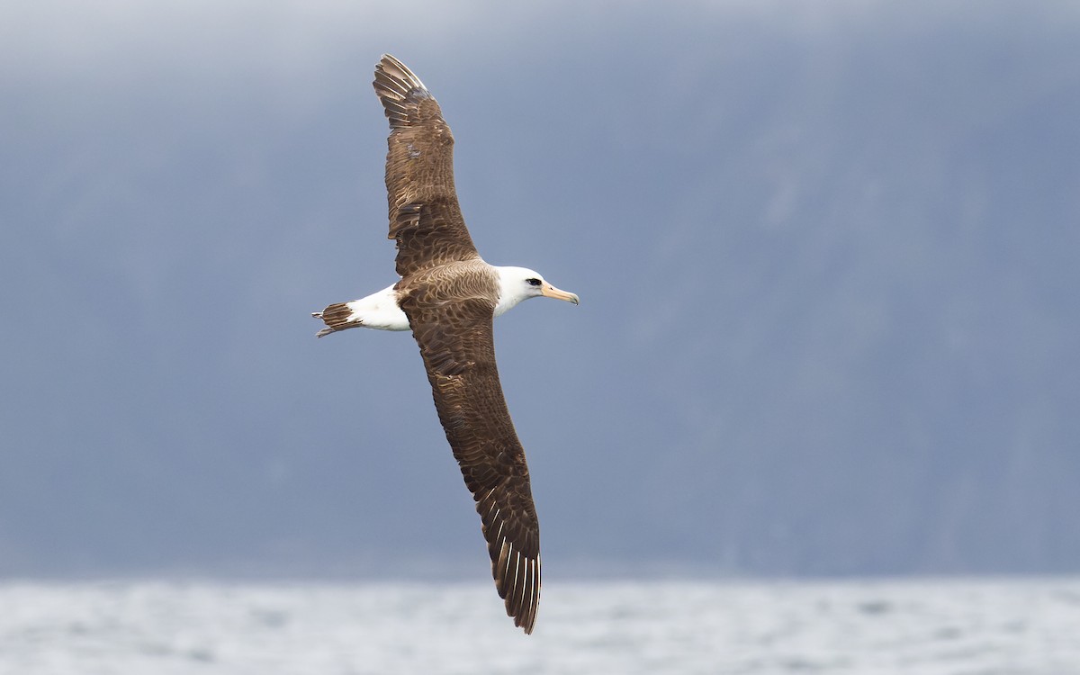 Laysan Albatross - James Kennerley