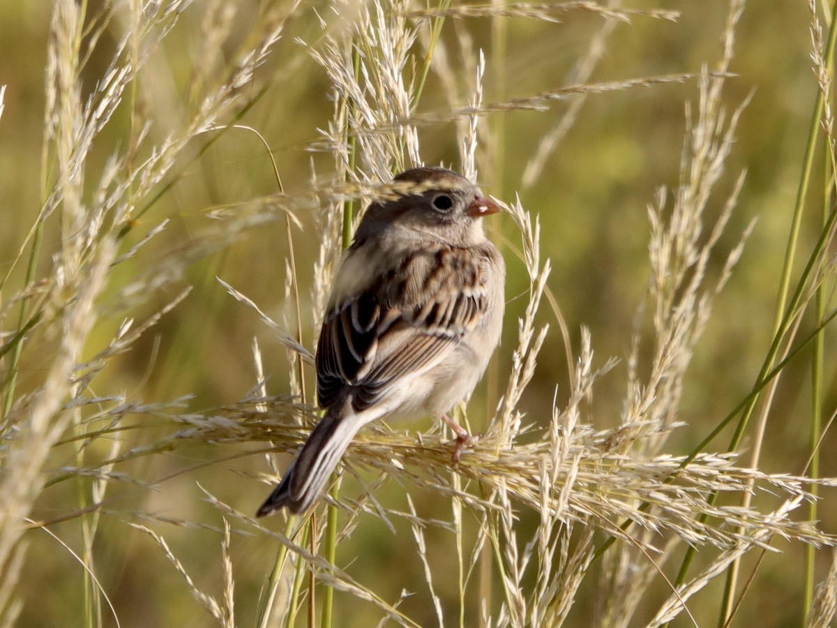 Field Sparrow - ML608622553