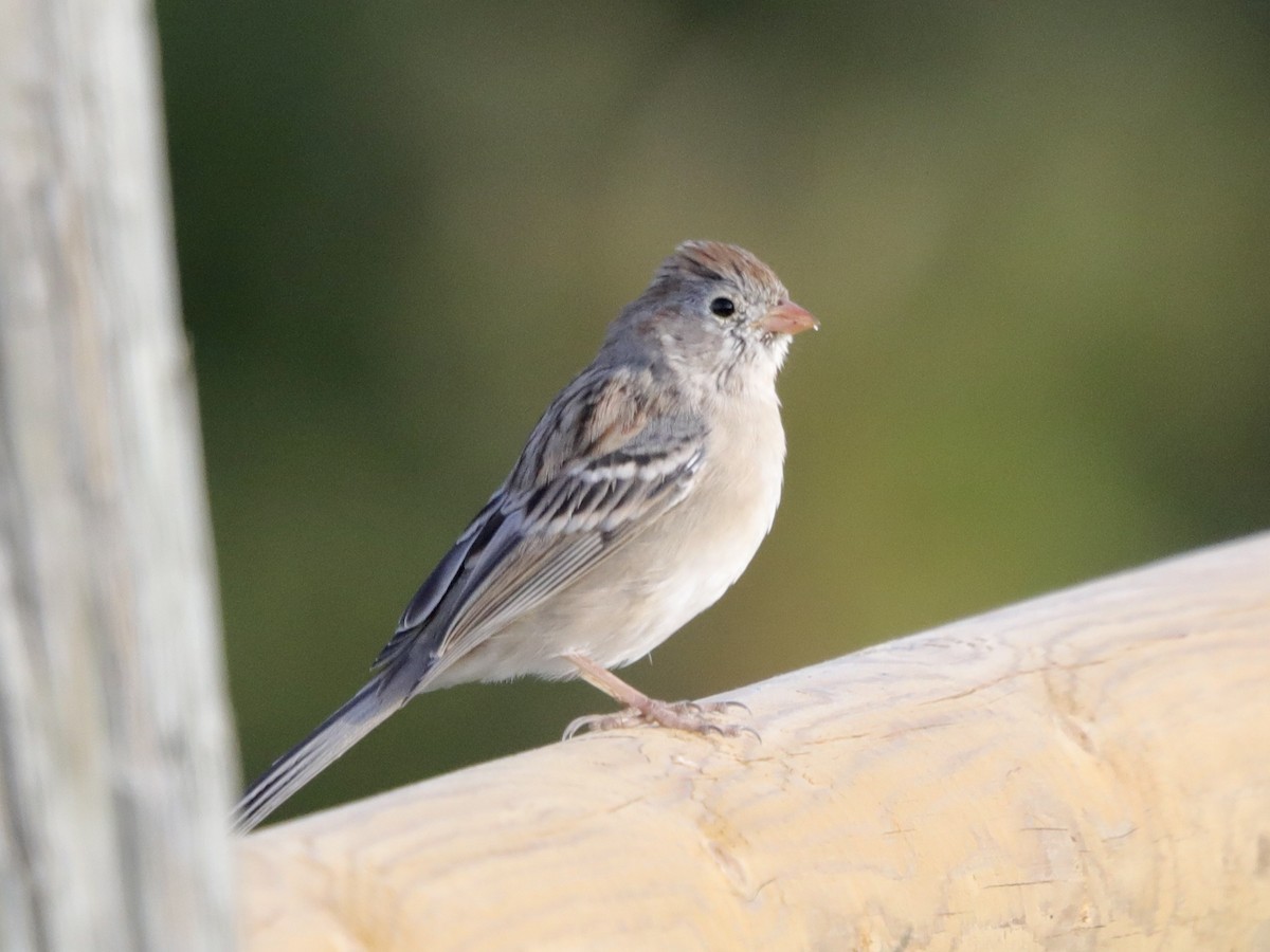 Field Sparrow - ML608622573