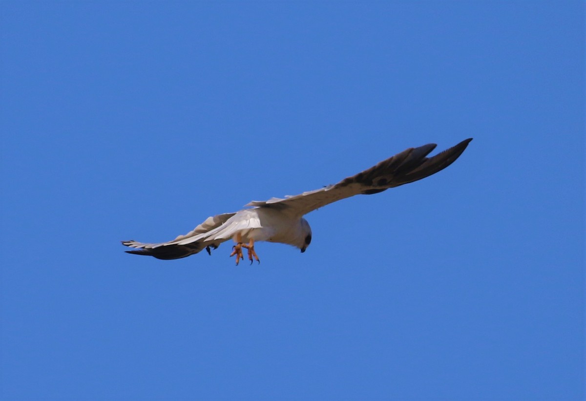 White-tailed Kite - ML608622618