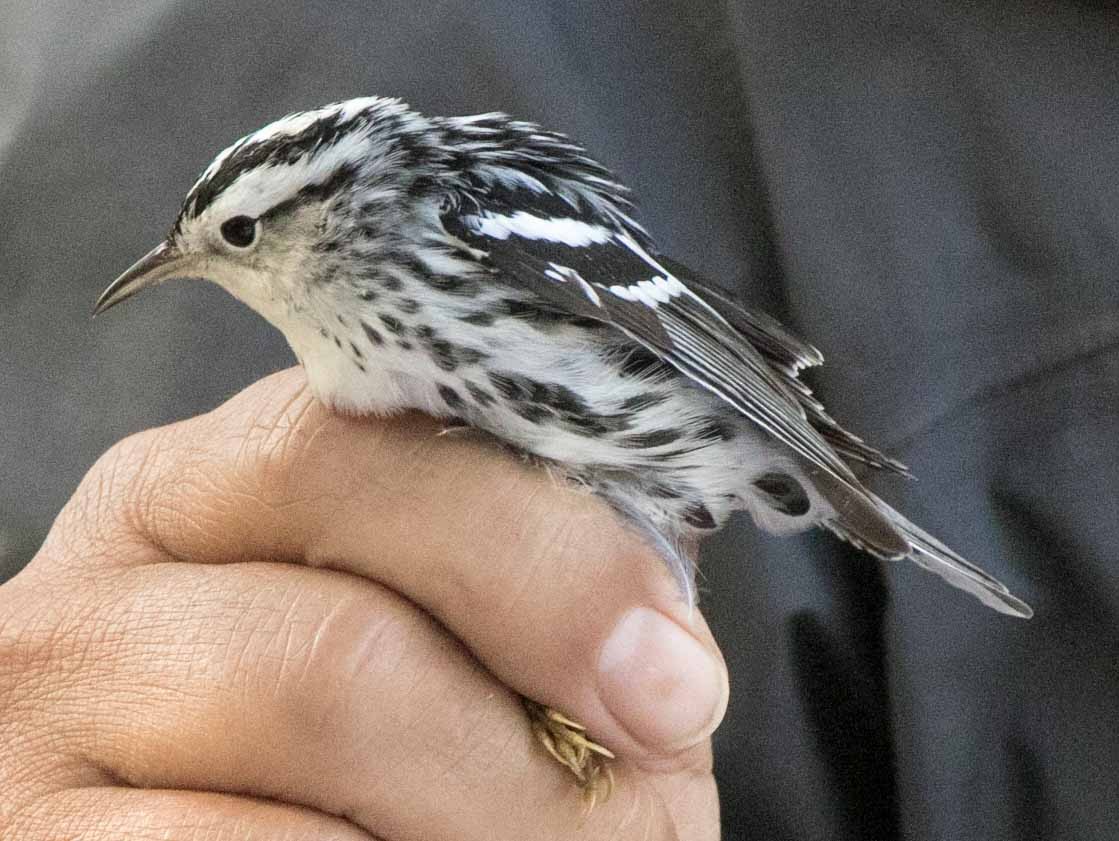 Black-and-white Warbler - ML608622693