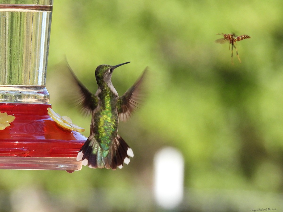 Ruby-throated/Black-chinned Hummingbird - ML608622785