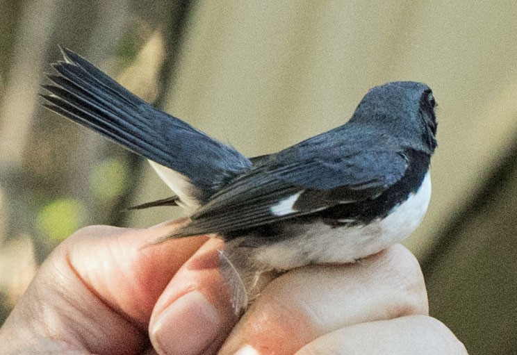 Black-throated Blue Warbler - ML608622823