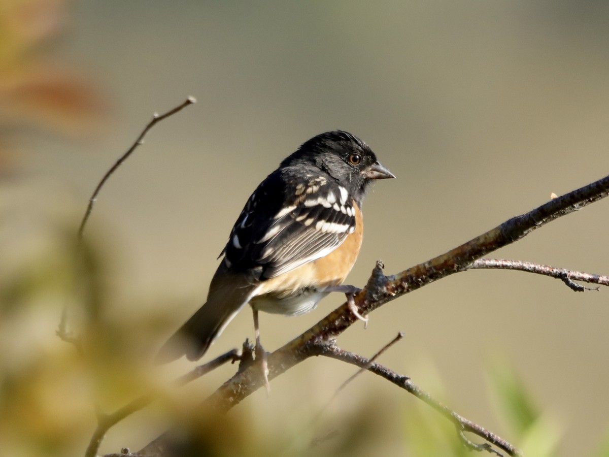 Spotted Towhee - ML608622917