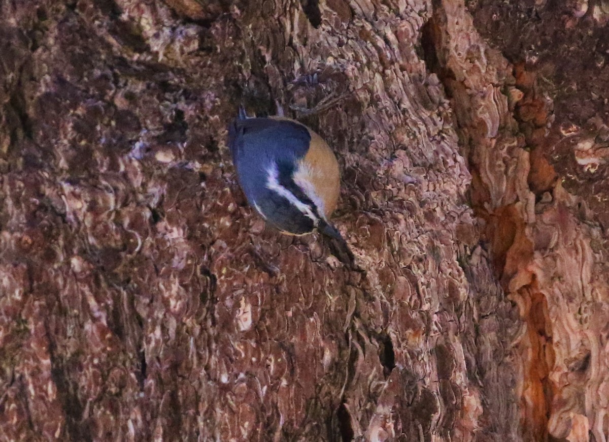 Red-breasted Nuthatch - ML608623120
