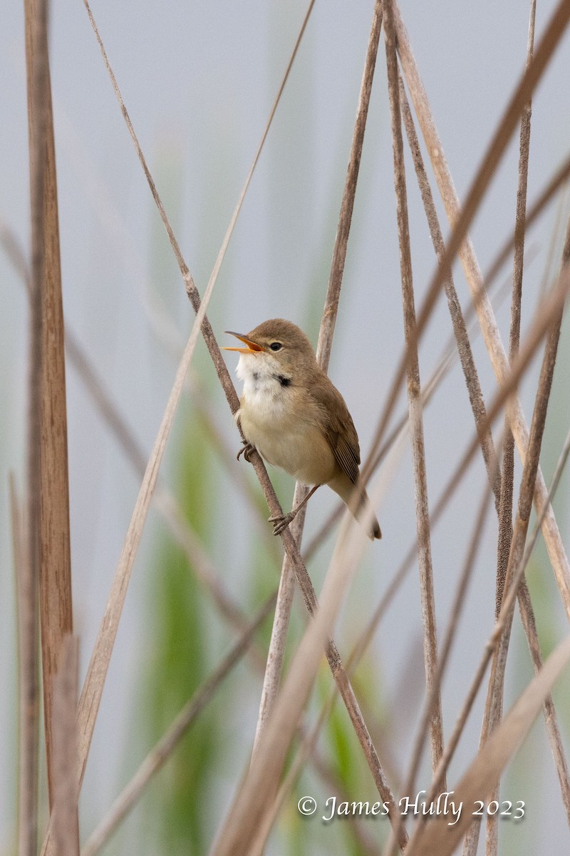 Common Reed Warbler - Jim Hully