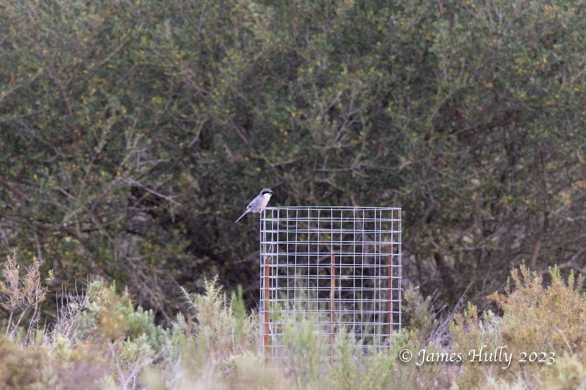 Iberian Gray Shrike - ML608623330
