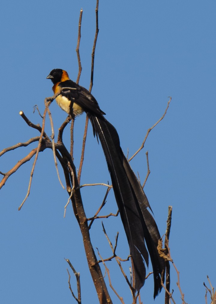 Broad-tailed Paradise-Whydah - jimmy Yao
