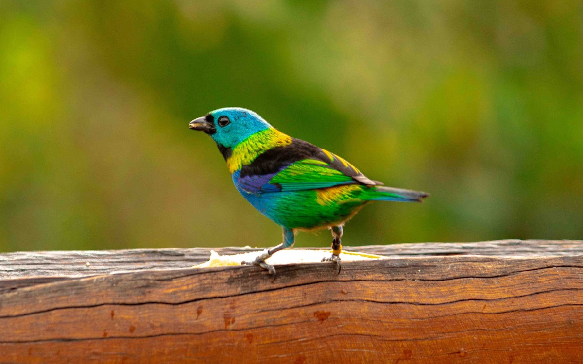 Green-headed Tanager - ML608623482