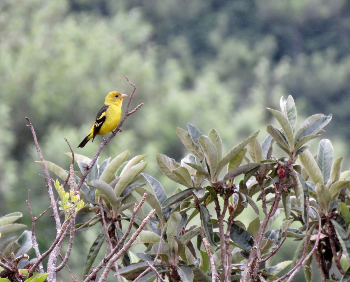 Western Tanager - ML608623532