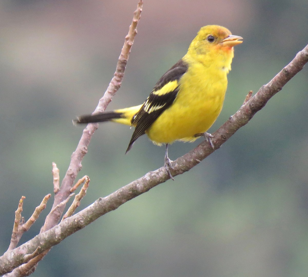 Western Tanager - ML608623533