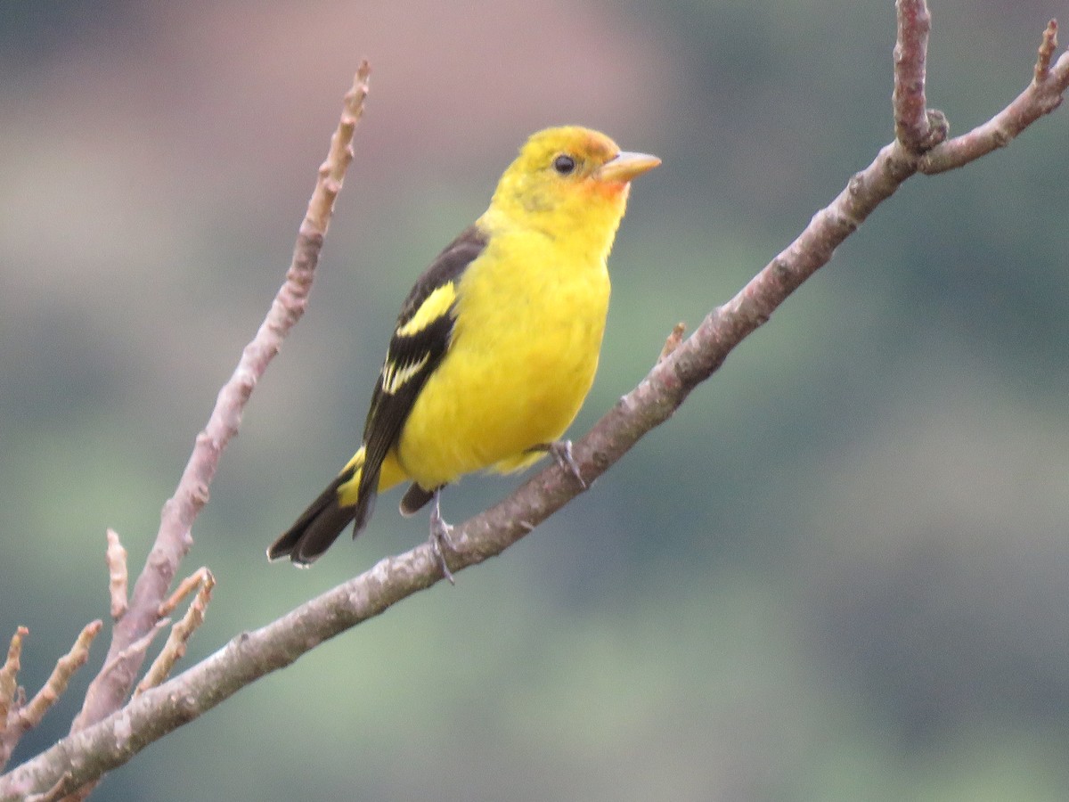 Western Tanager - ML608623535