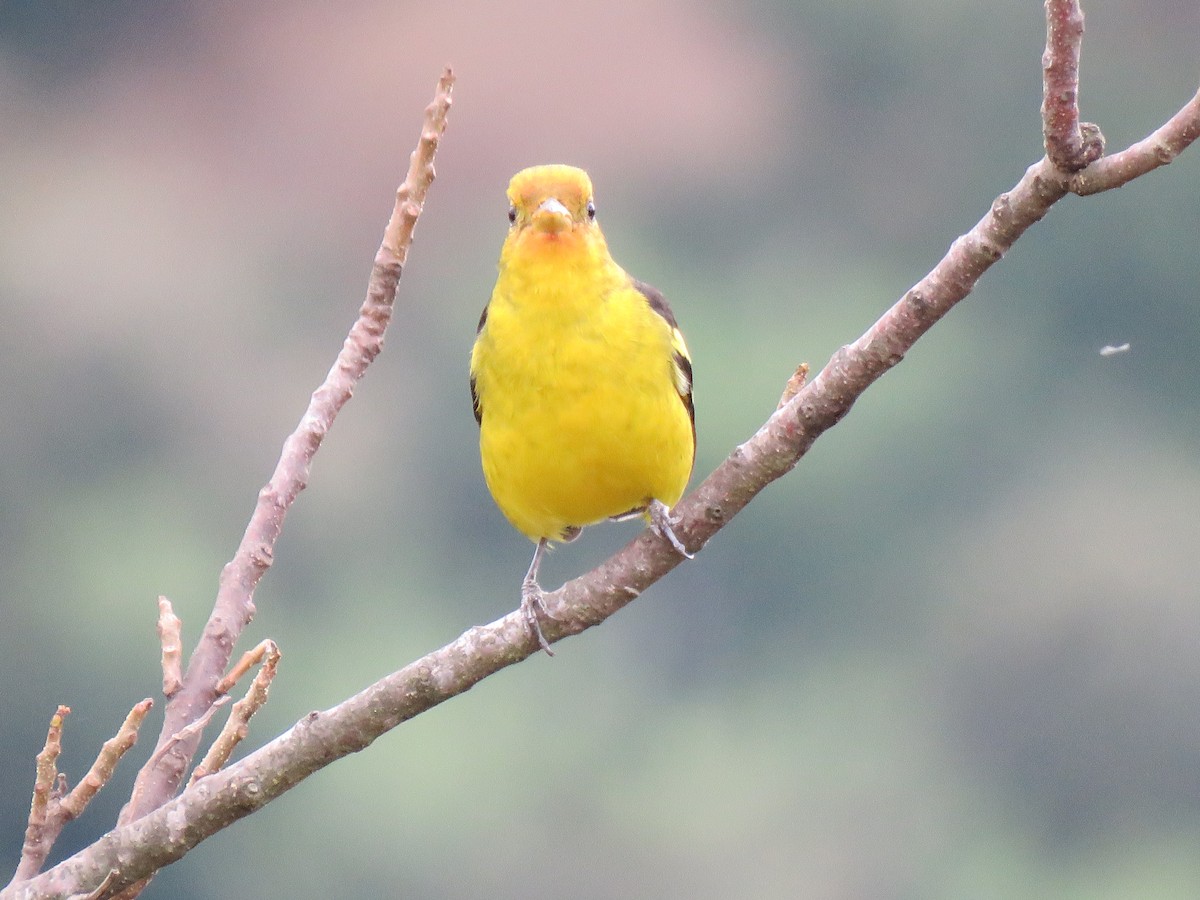 Western Tanager - ML608623536