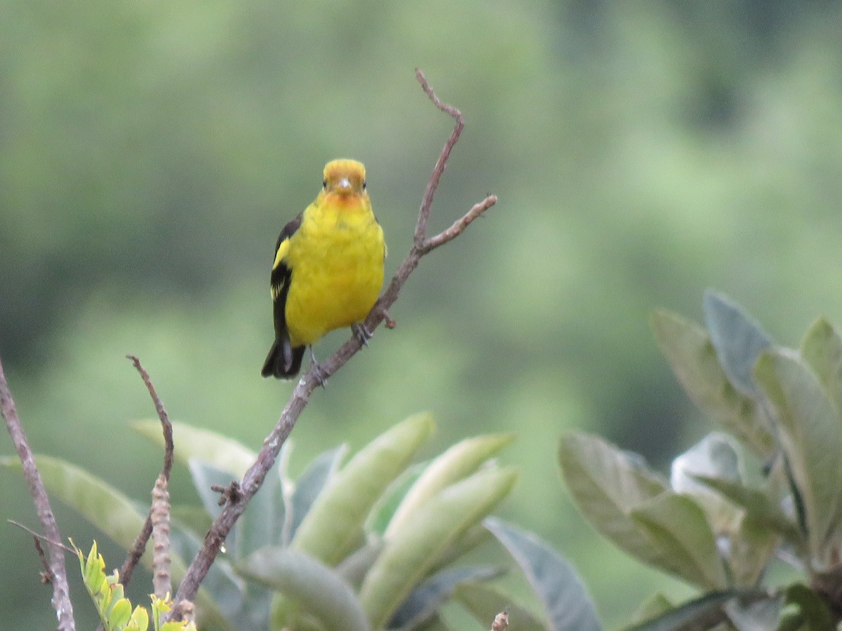 Western Tanager - ML608623540