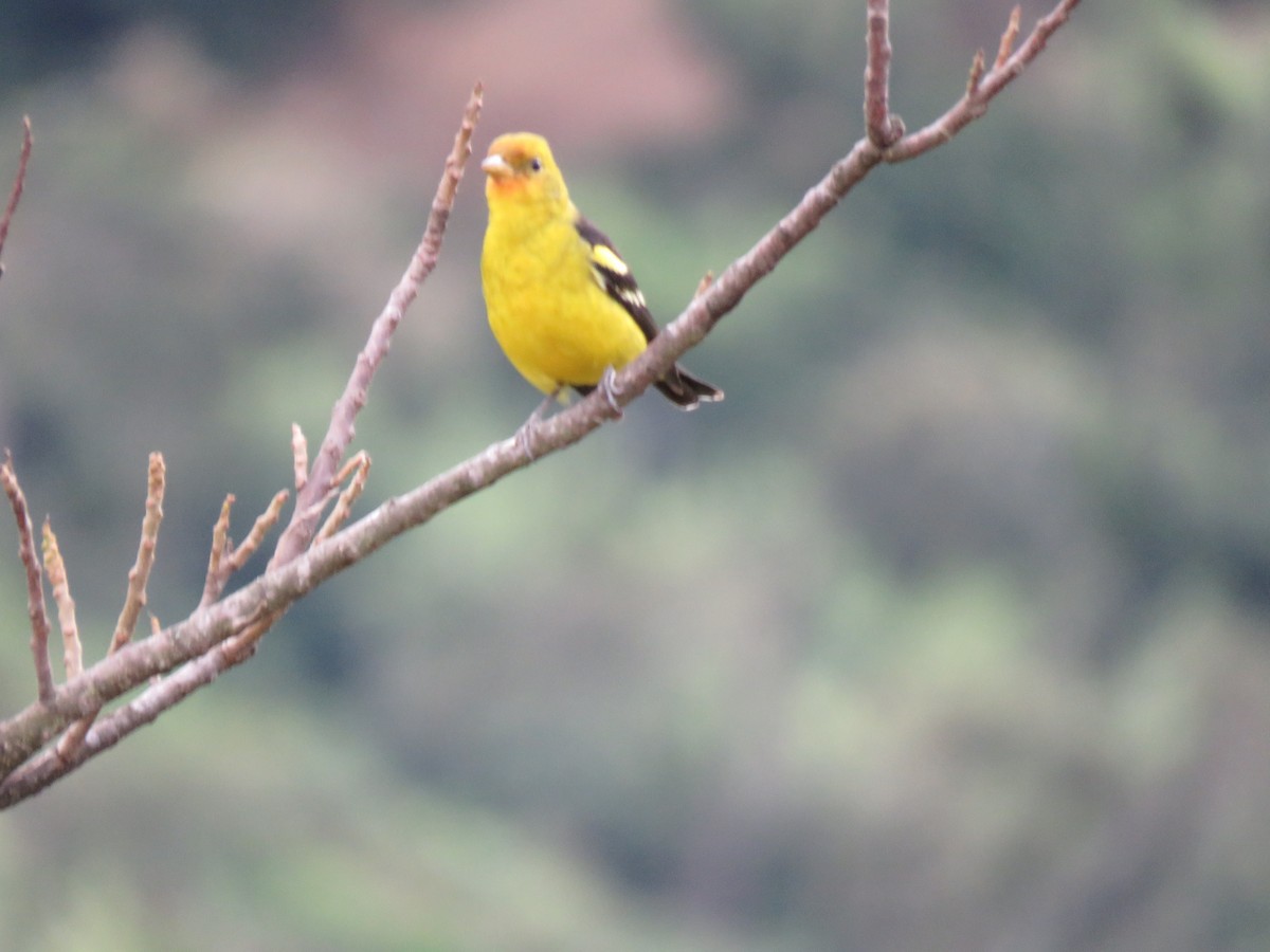 Western Tanager - ML608623541