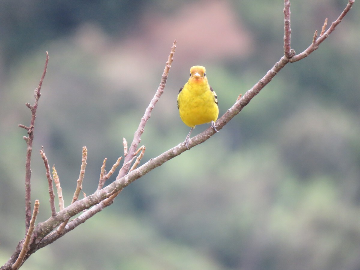 Western Tanager - ML608623542