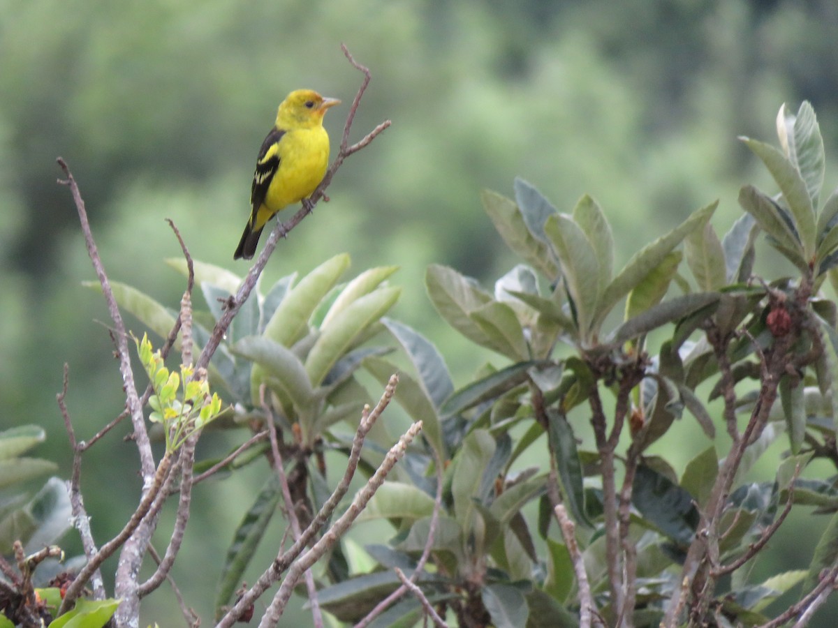 Western Tanager - ML608623543
