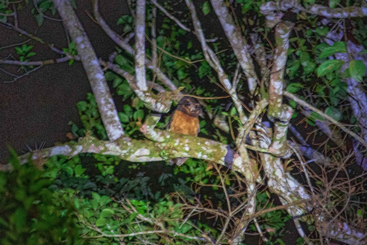 Tawny-browed Owl - ML608623595