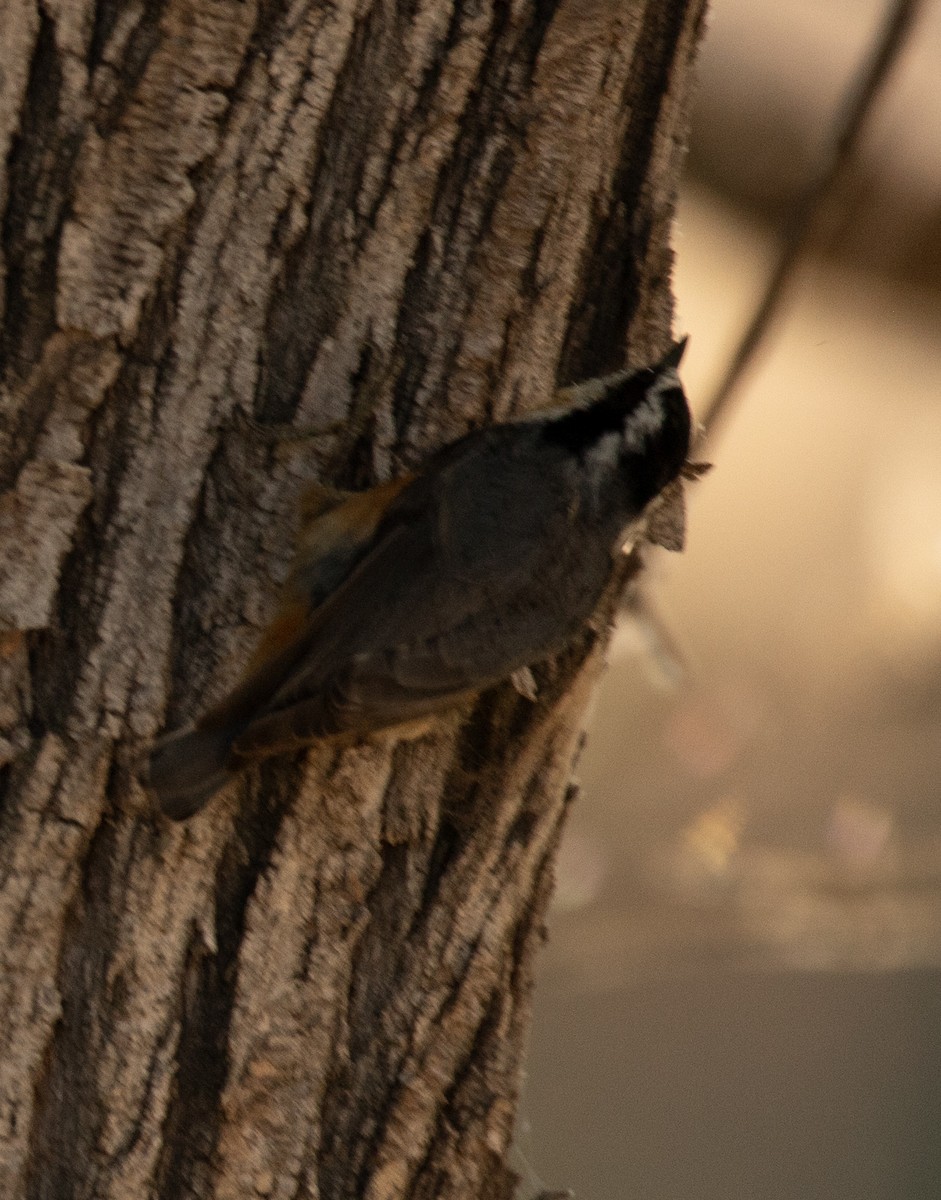 White-breasted Nuthatch - ML608623656