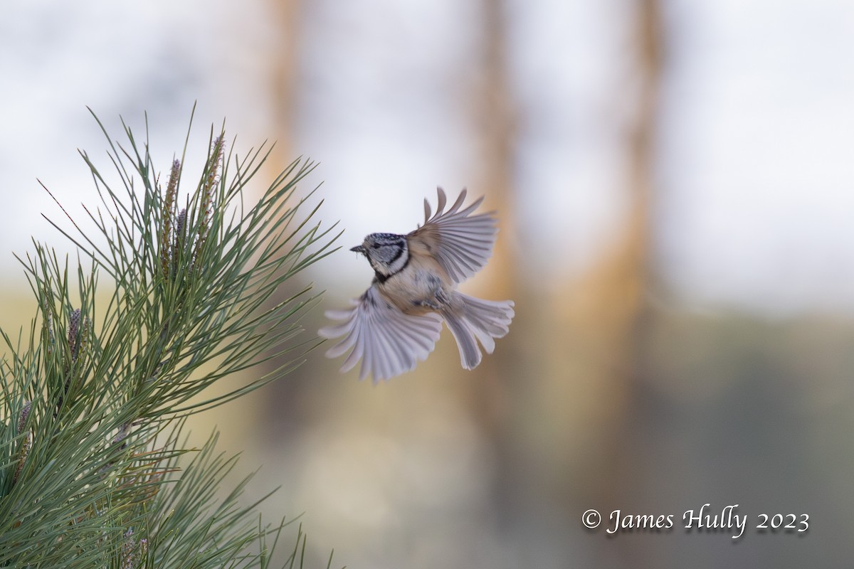 Crested Tit - ML608623674