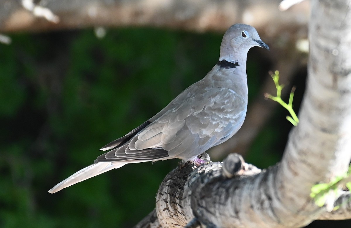 Eurasian Collared-Dove - ML608624307