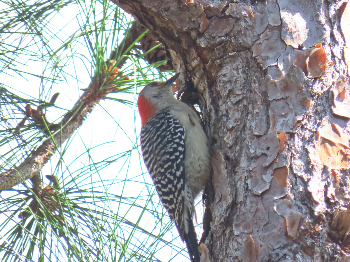 Red-bellied Woodpecker - ML608624760