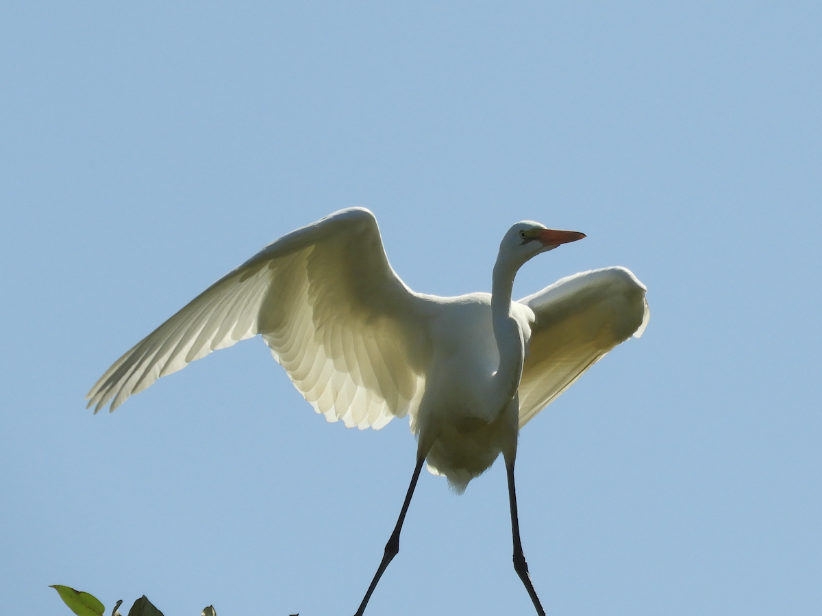 Great Egret - Cherie St.Ours