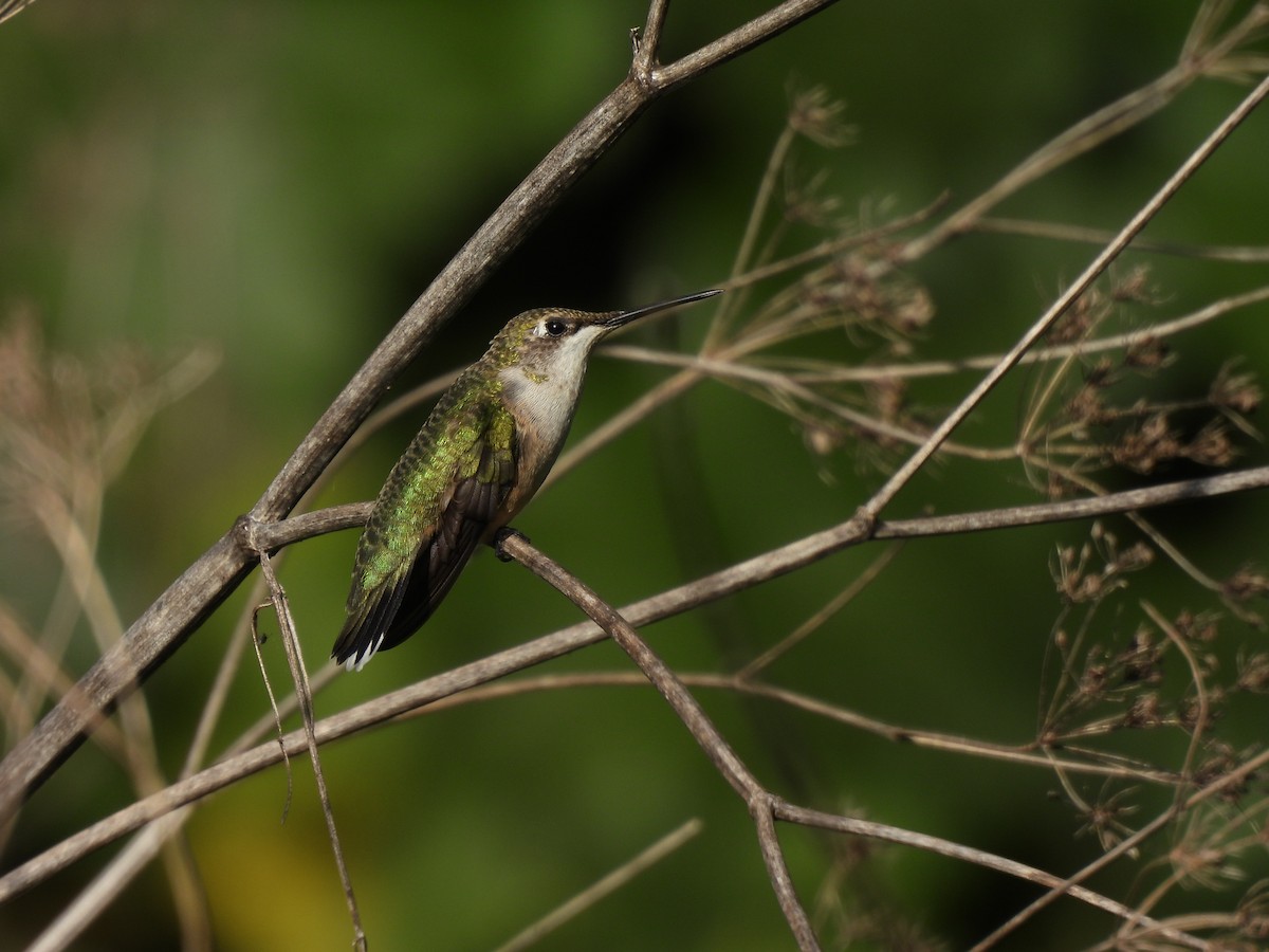 Ruby-throated Hummingbird - Leah Kmiecik