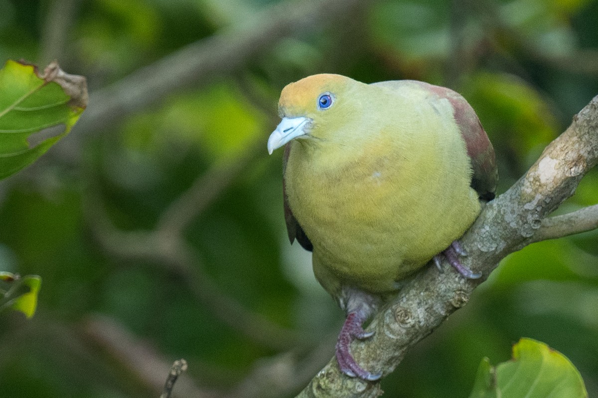 Whistling Green-Pigeon (Taiwan) - ML608625770