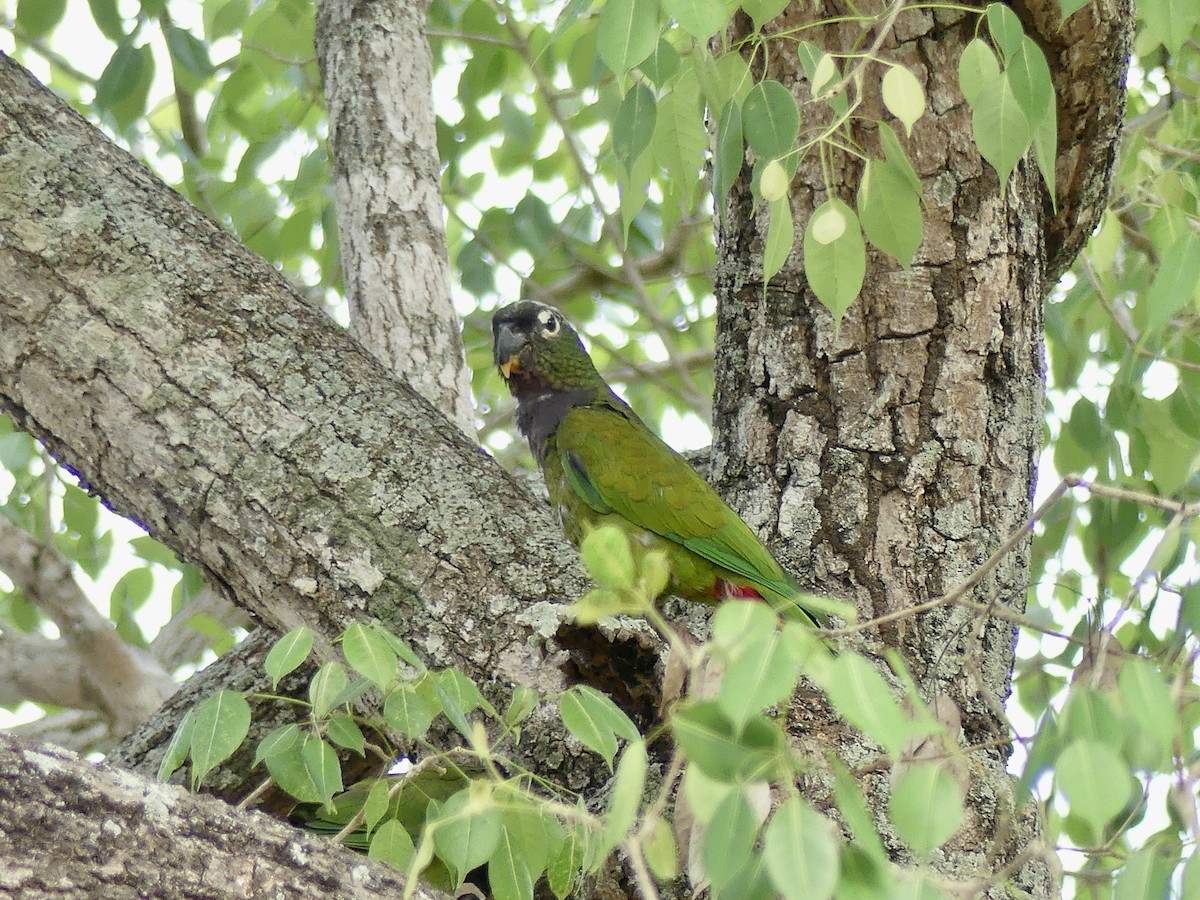Scaly-headed Parrot - ML608626185