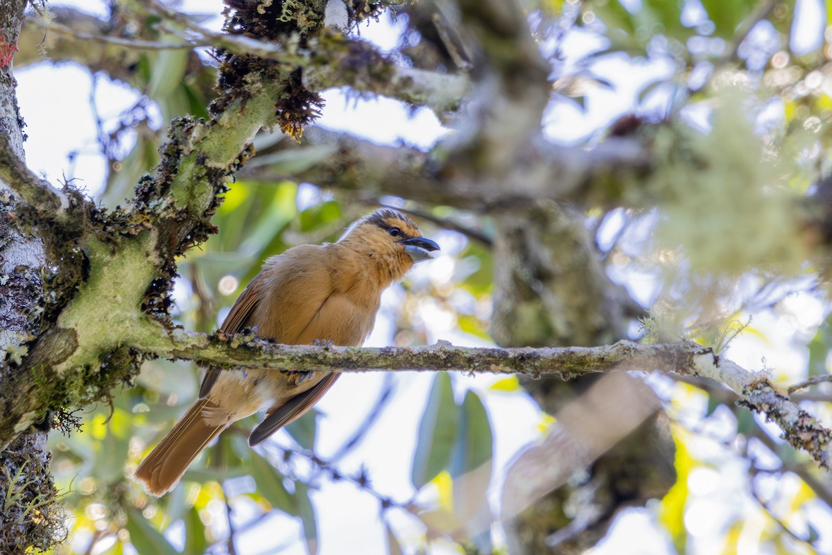 Brown Tanager - ML608626413