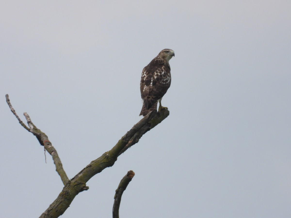 Red-tailed Hawk - ML608626768