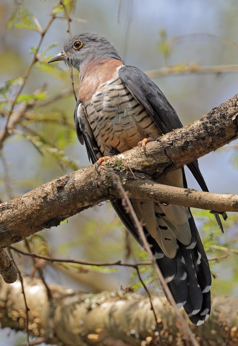 Red-chested Cuckoo - sheau torng lim