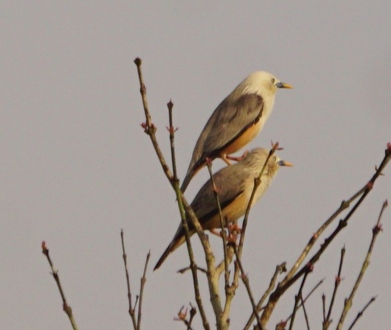 Chestnut-tailed Starling - ML608626797