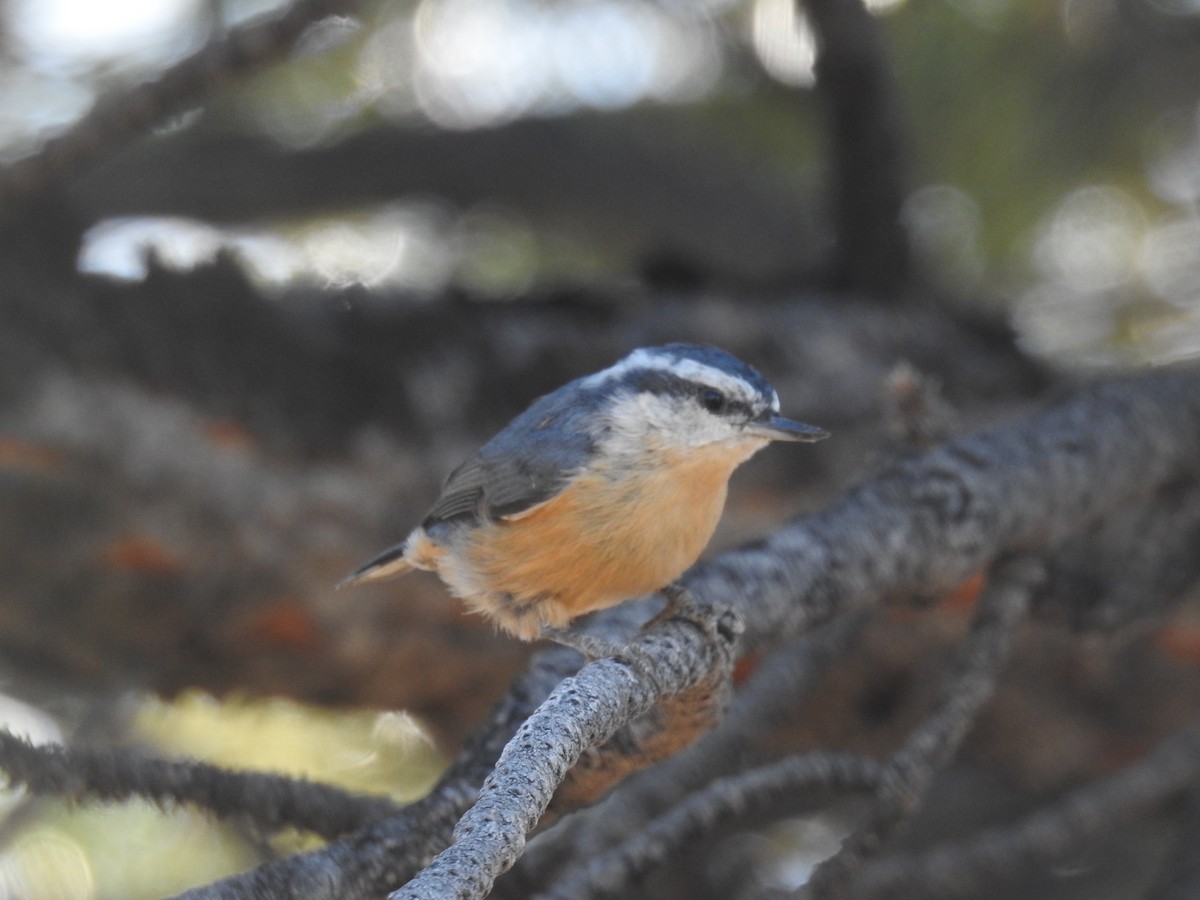 Red-breasted Nuthatch - ML608627803