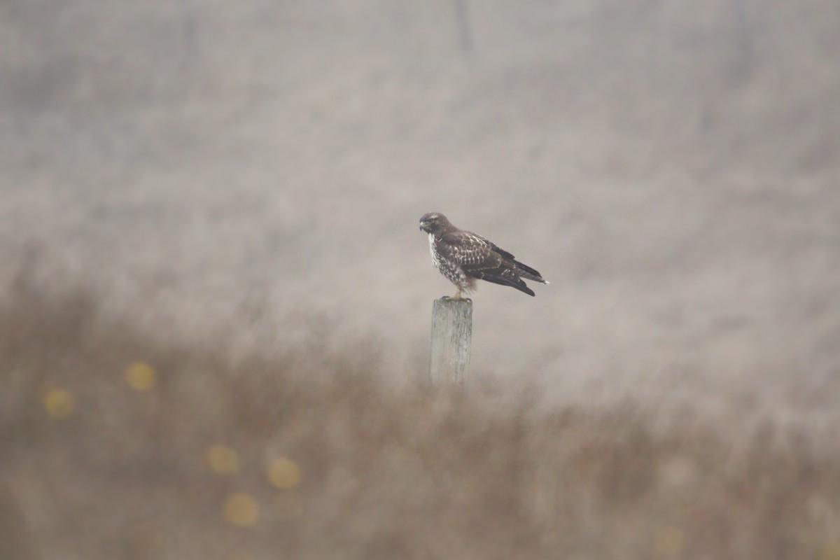 Red-tailed Hawk - ML608627828