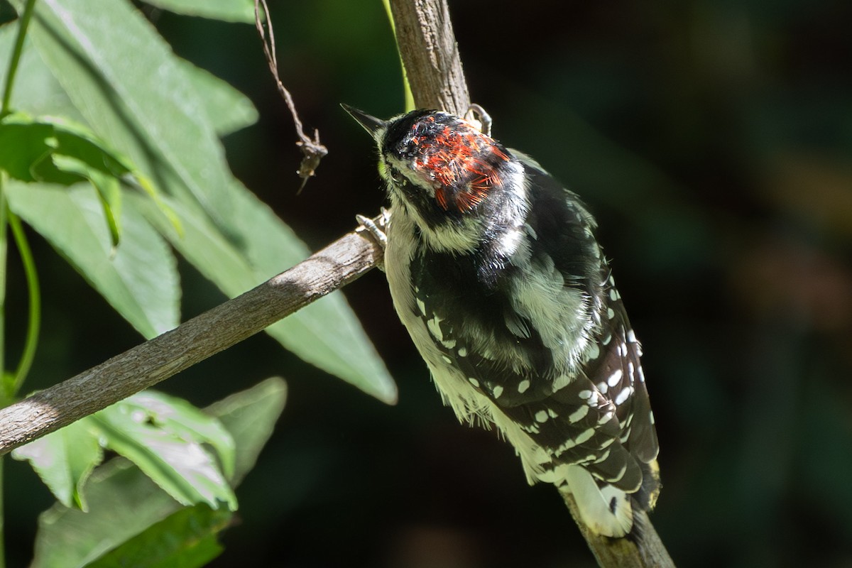 Downy Woodpecker (Pacific) - ML608627881