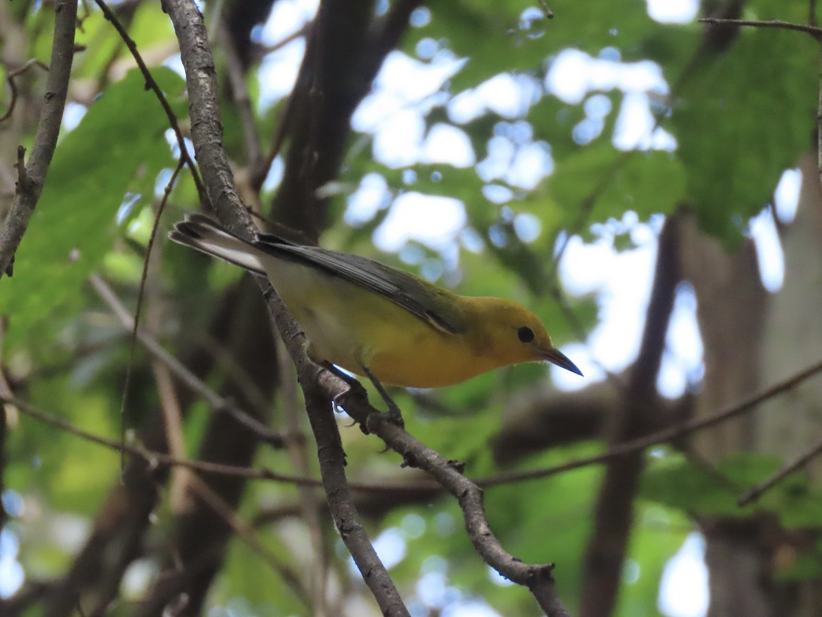 Prothonotary Warbler - ML608628145