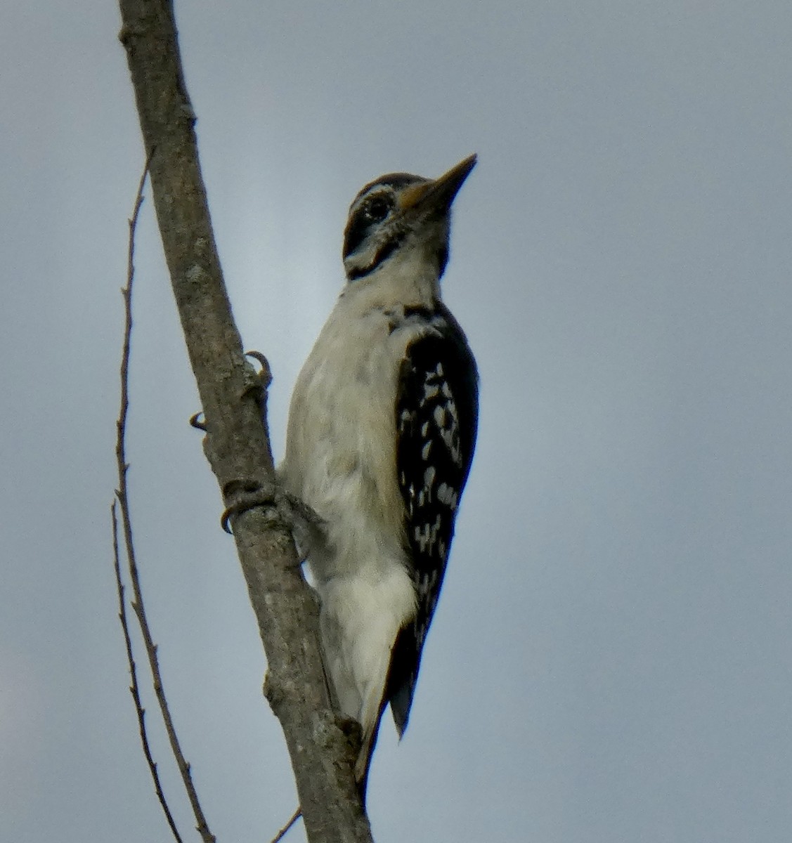 Hairy Woodpecker - ML608628494