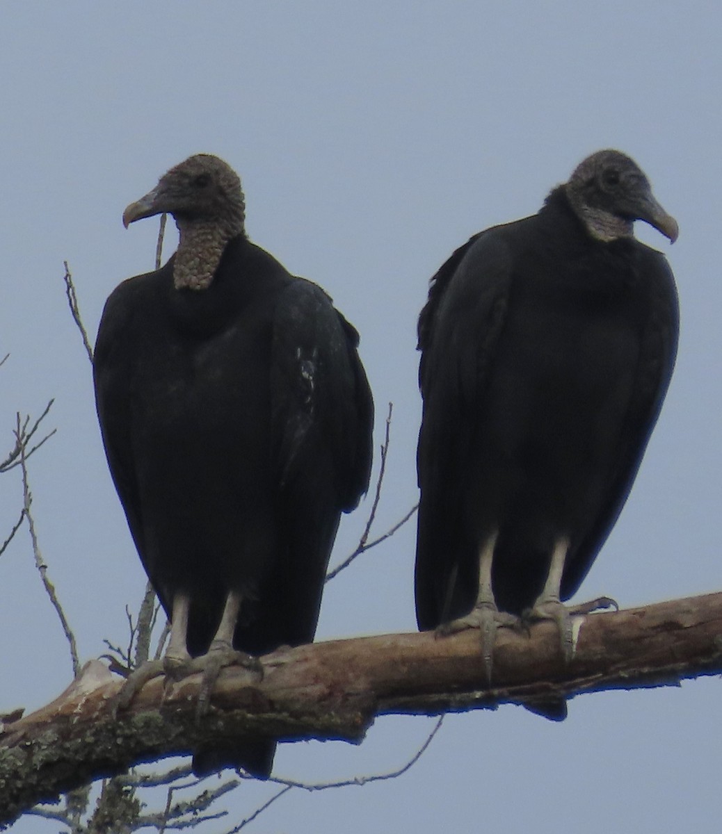 Black Vulture - Mark Haas