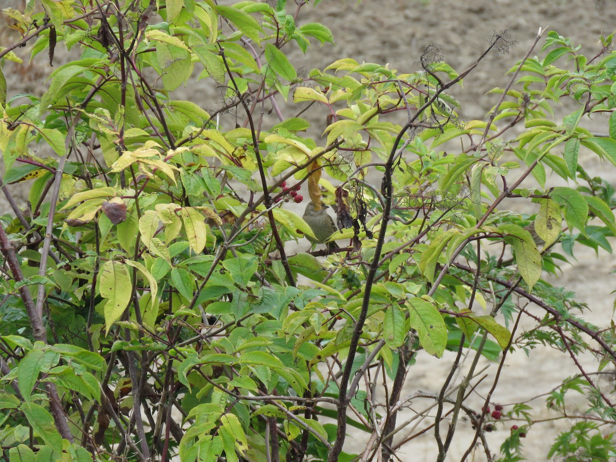 Golden-crowned Sparrow - ML608628664