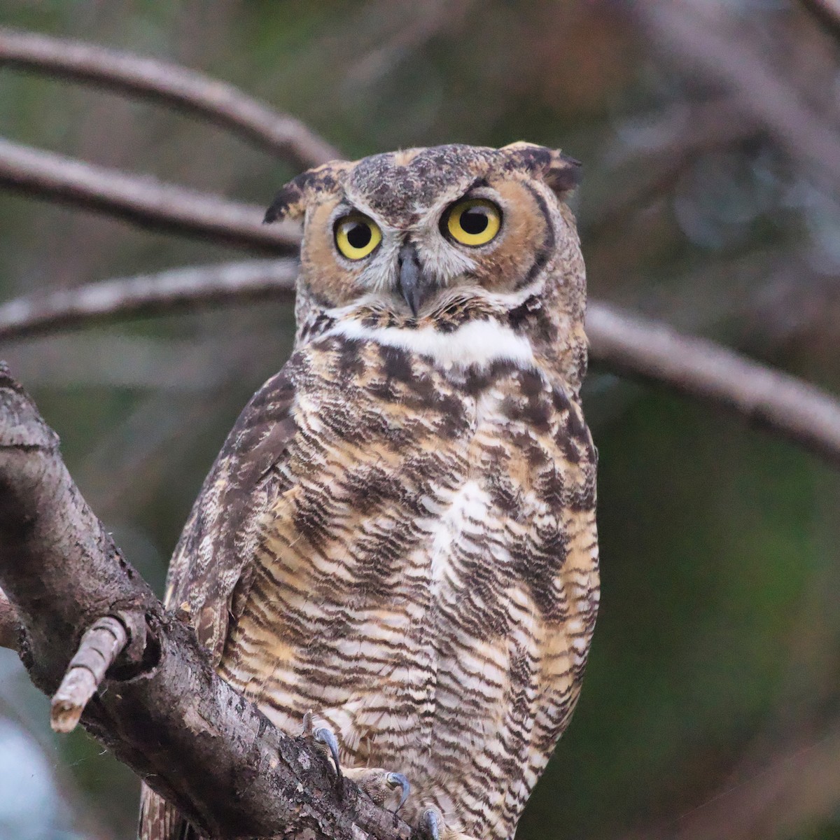 Great Horned Owl - ML608628877