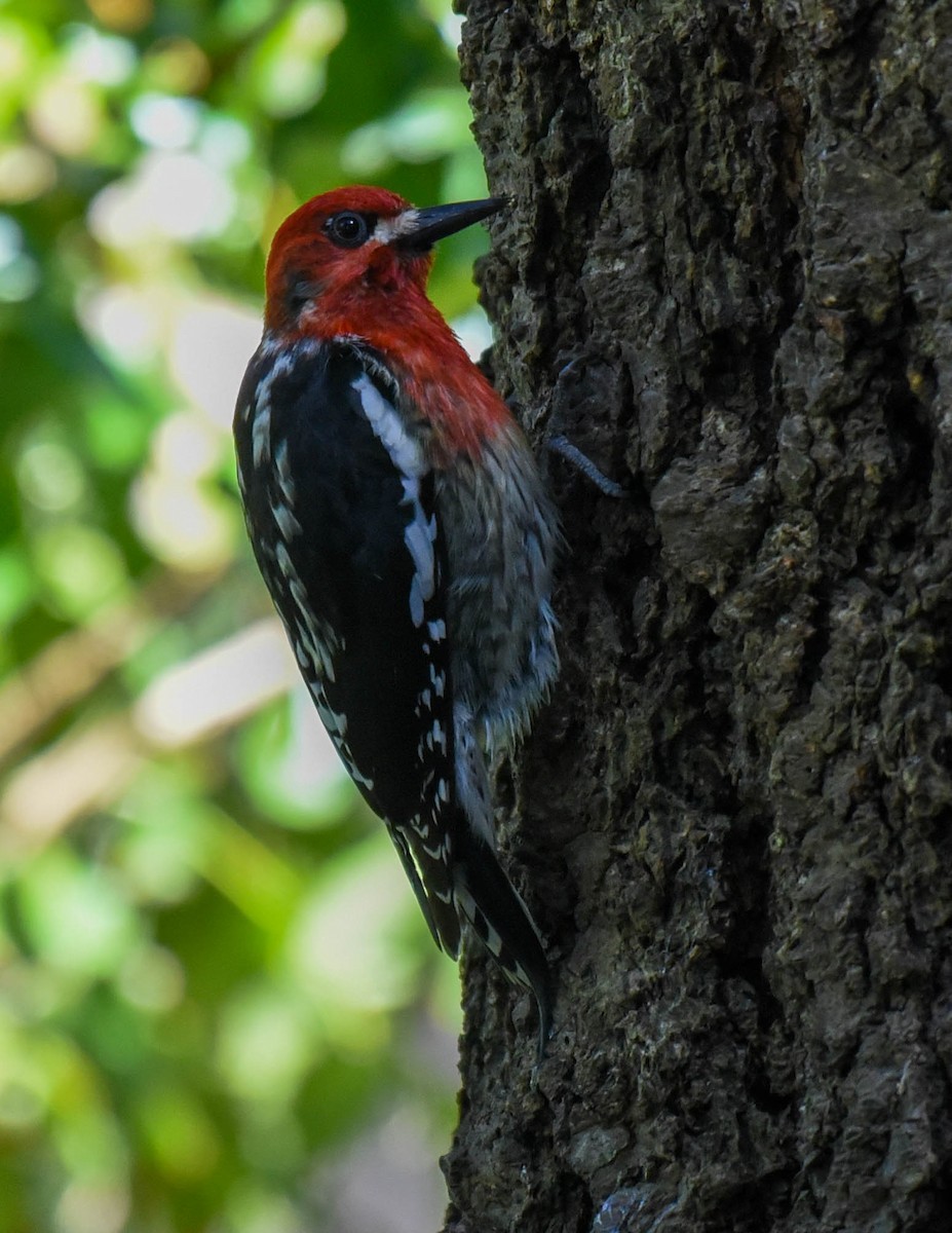 Red-breasted Sapsucker - ML608629322