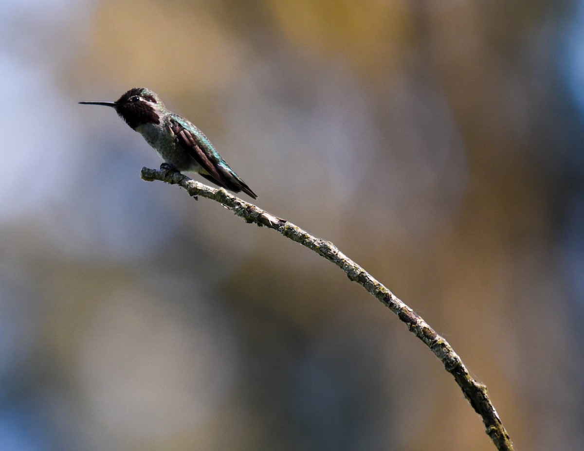Anna's Hummingbird - ML608629639