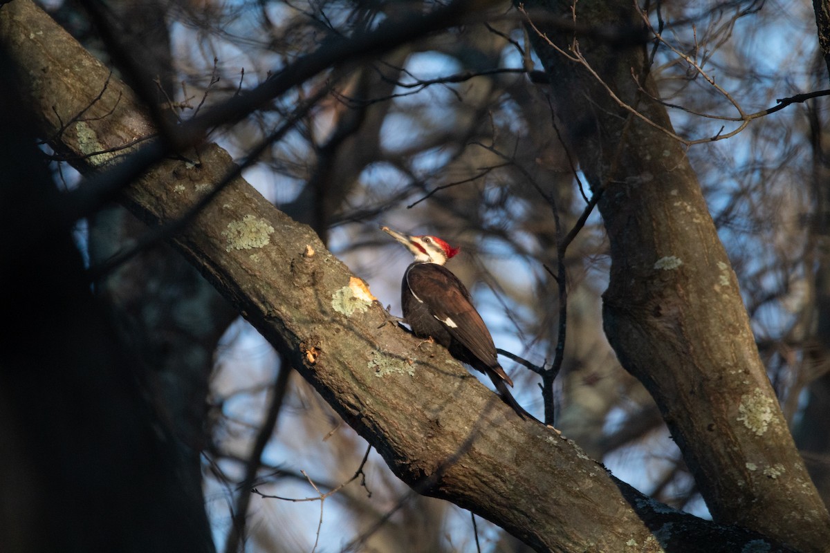 Pileated Woodpecker - ML608629725
